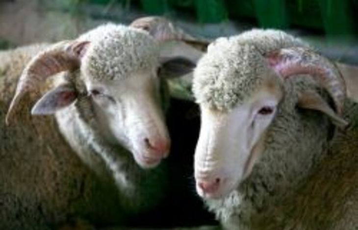 Ставропольская порода овец: описание, характеристики, продуктивность ...