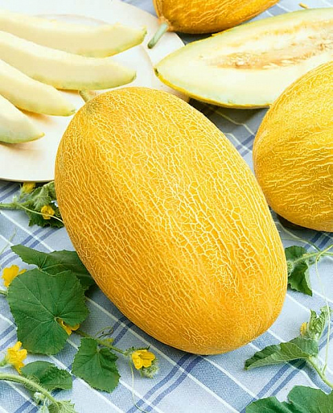 Дыня Амал: описание и характеристики сорта, особенности посадки и ...