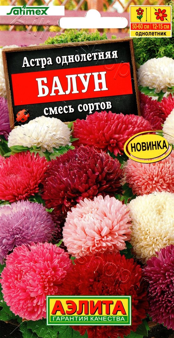 Астра Балун: описание сорта, характеристики, особенности посадки и ...