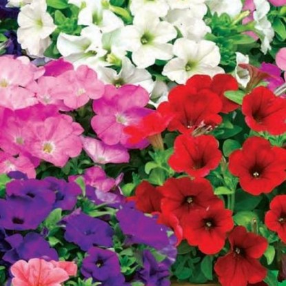 Петуния Глафира: описание сорта, характеристики, тонкости посадки и ...