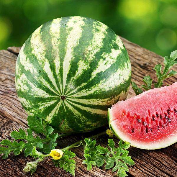 Арбуз Медовый: особенности сорта, характеристика плодов, агротехника ...