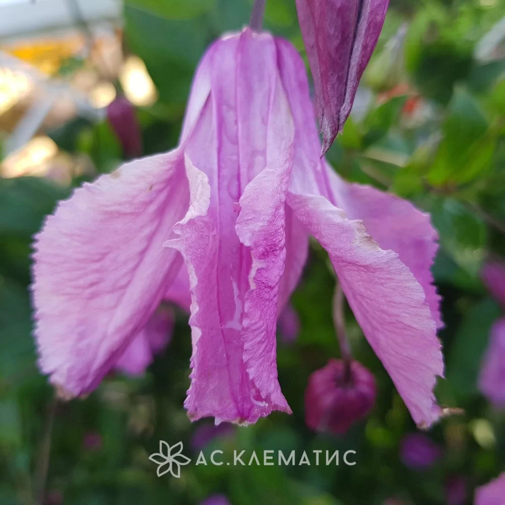 Клематис память сердца. Clematis pamiat serdtsa gi c2. Клематис память сердца описание. Клематисы память сердца фото.