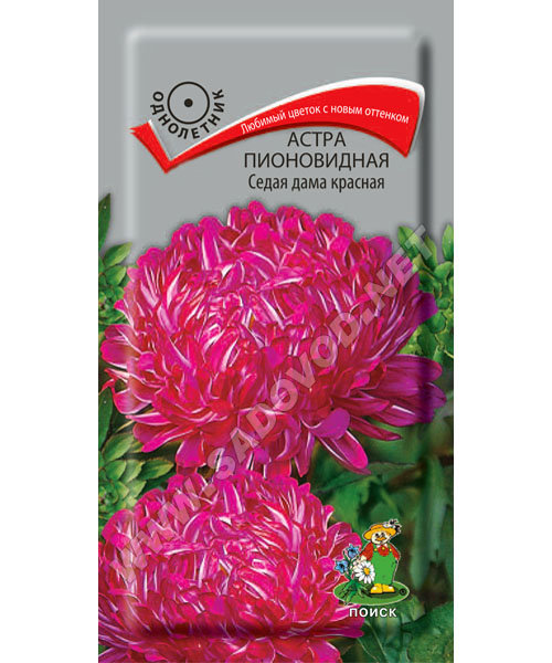 Астра Седая дама красная: описание сорта, характеристики, особенности ...
