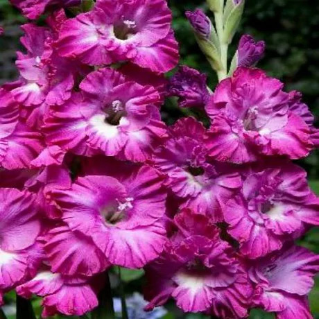 Гладиолус Вувузела Раффл: описание сорта, характеристики, агротехника ...