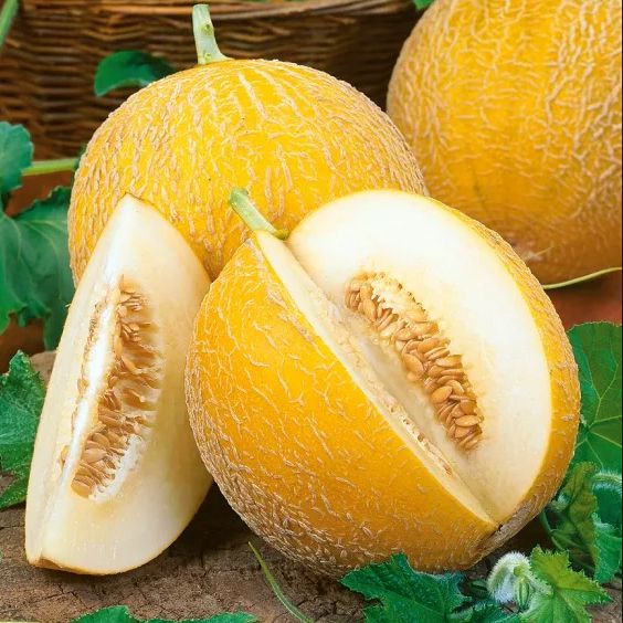 Дыня Злато скифов: описание и характеристики сорта, особенности посадки ...