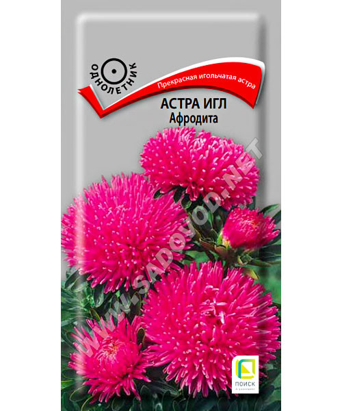 Астра Афродита: описание сорта, характеристики, особенности посадки и ...