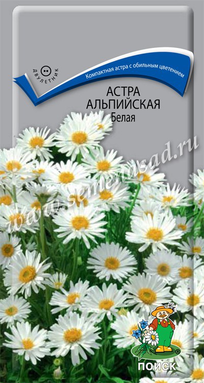 Астра Альпийская белая: описание сорта, характеристики, особенности ...