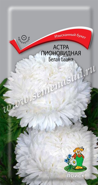 Астра Белая башня: описание сорта, характеристики, особенности посадки ...