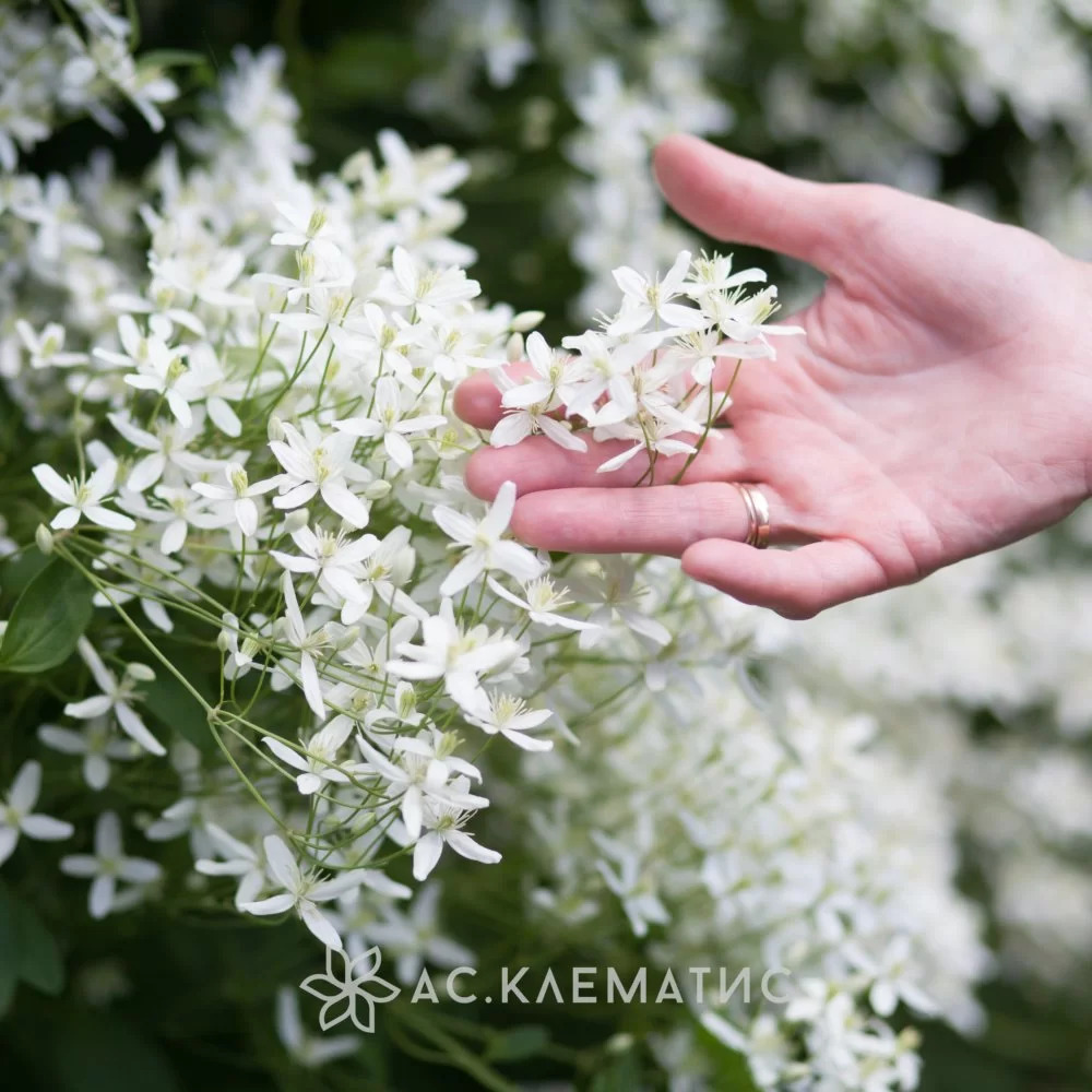 Фото клематиса белое облако