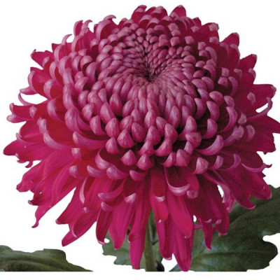 Хризантема Бигуди Пепл: описание сорта, характеристики, особенности ...