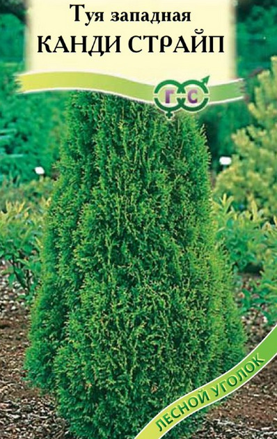 Туя Канди Страйп: описание сорта, характеристики, тонкости посадки и ...