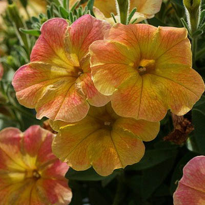 Петуния Каскадиас Индиан Саммер: описание сорта, характеристики ...