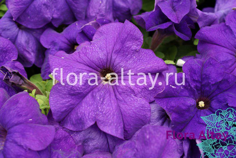 Петуния Лимбо Блю: описание сорта, характеристики, тонкости посадки и ...