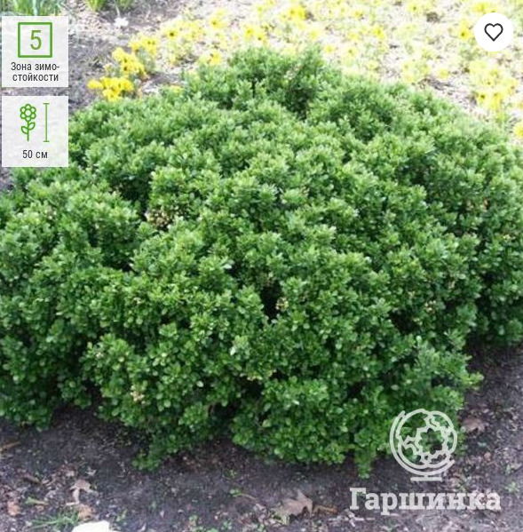 Барбарис Нана: описание сорта, характеристики, агротехника посадки и ...