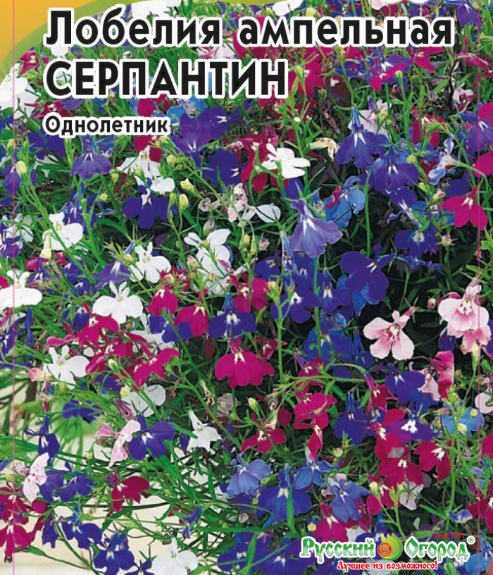 Лобелия Серпантин: описание сорта, характеристики, тонкости посадки и ...