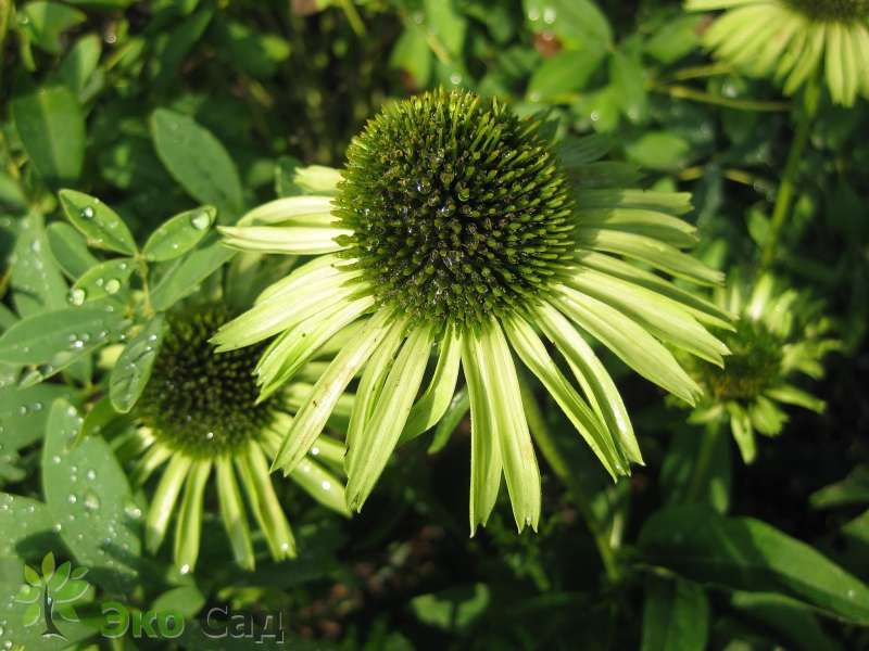 Эхинацея Грин Джювел: описание сорта, характеристики, особенности ...