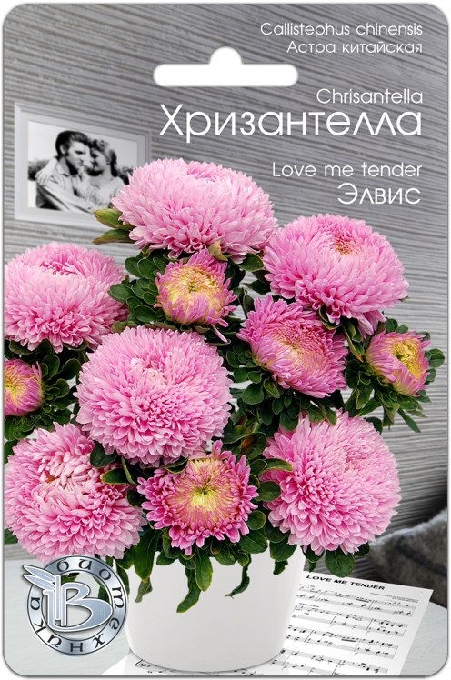 Астра Хризантелла Элвис: описание сорта, характеристики, особенности ...