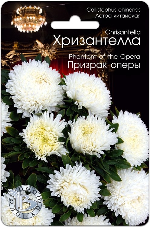 Астра Хризантелла Призрак оперы: описание сорта, характеристики ...