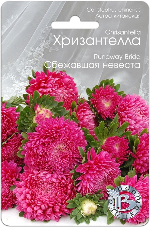 Астра Хризантелла Сбежавшая невеста: описание сорта, характеристики ...