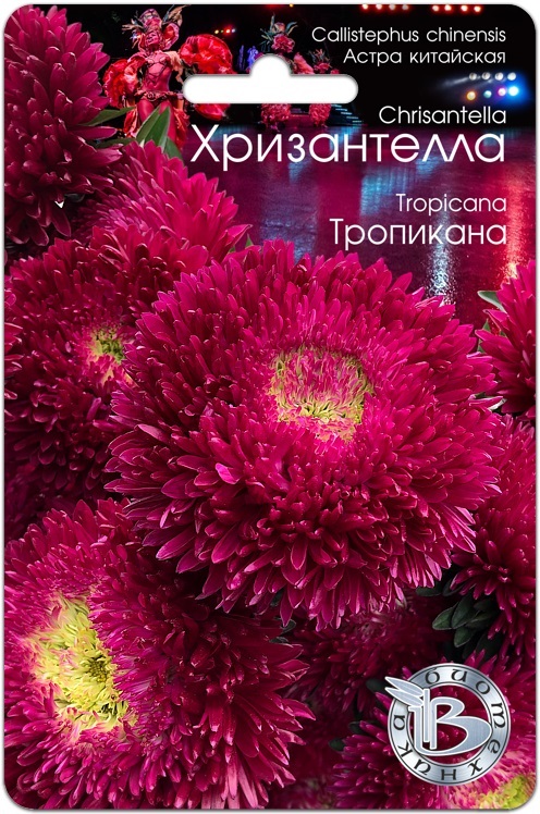Астра Хризантелла Тропикана: описание сорта, характеристики ...
