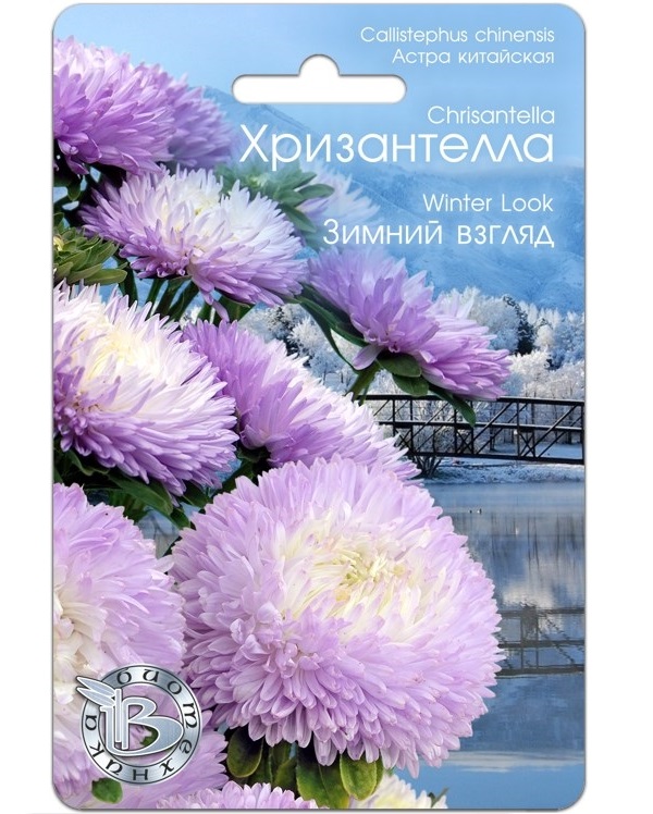 Астра Хризантелла Зимний взгляд: описание сорта, характеристики ...