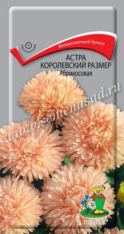 Астра Королевский размер: описание сорта, характеристики, особенности ...