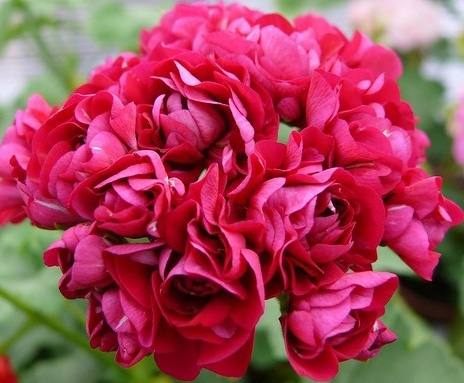 Пеларгония Монсеруд Розен (Monseruds Rosen): описание сорта ...