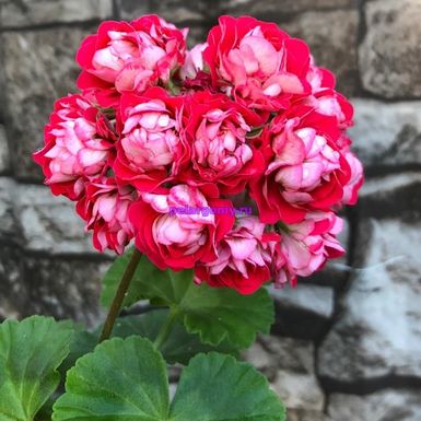 Пеларгония Пинк Рамблер: описание сорта, характеристики, особенности ...