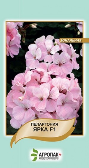 Пеларгония Ярка: описание сорта, характеристики, особенности посадки и ...
