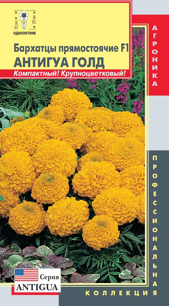 Бархатцы Антигуа Голд: описание и характеристики сорта бархоток ...