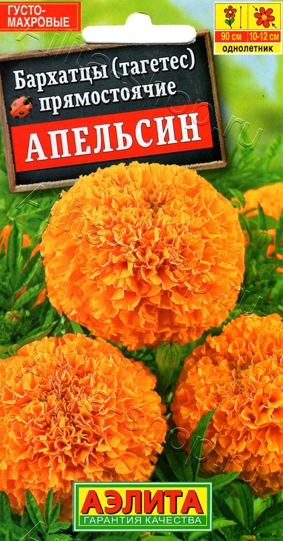 Бархатцы Апельсин: описание и характеристики сорта бархоток, тонкости ...