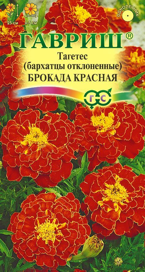 Бархатцы Брокада красная: описание и характеристики сорта бархоток ...