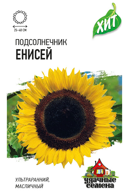 Подсолнечник Енисей: описание сорта, характеристики, агротехника ...