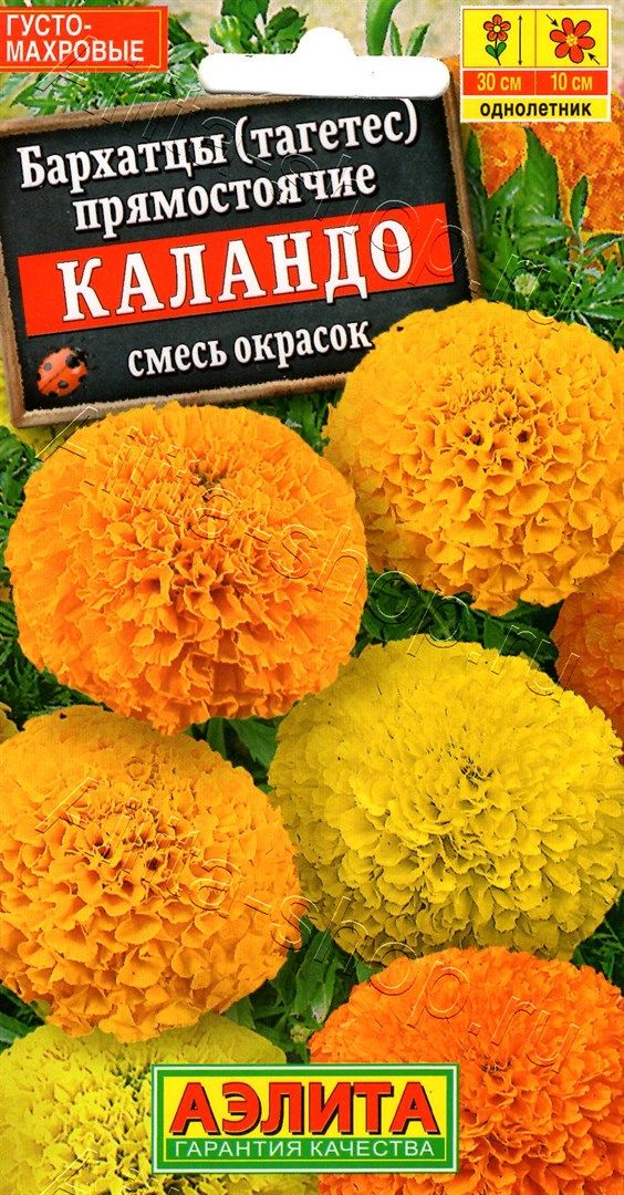 Бархатцы Каландо: описание и характеристики сорта бархоток, тонкости ...