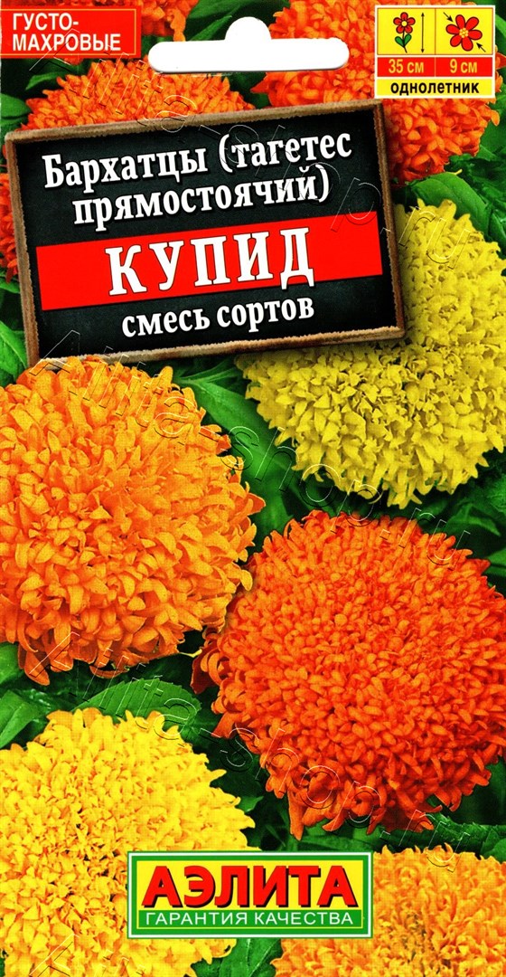 Бархатцы Купид: описание и характеристики сорта бархоток, тонкости ...