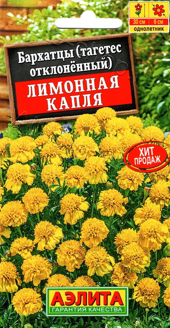 Бархатцы Лимонная капля: описание и характеристики сорта бархоток ...