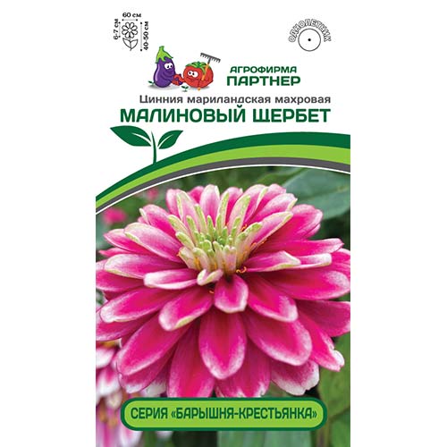 Цинния Малиновый щербет: описание сорта, характеристики, особенности ...