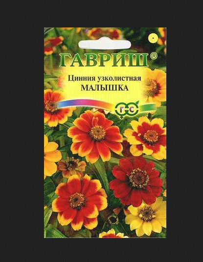 Цинния Малышка: описание сорта, характеристики, особенности посадки и ...