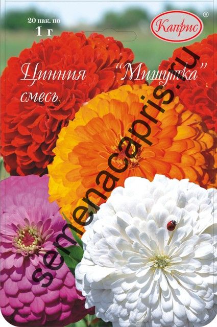 Цинния Мишутка (смесь окрасок): описание сорта, характеристики ...