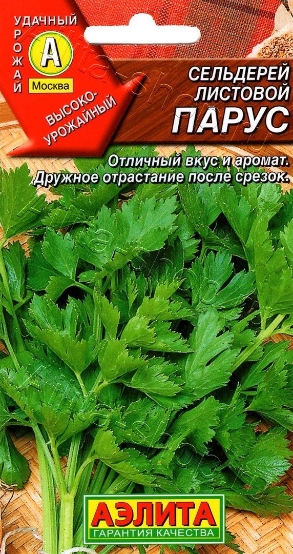 Сельдерей Парус: описание сорта, характеристики, агротехника посадки и ...