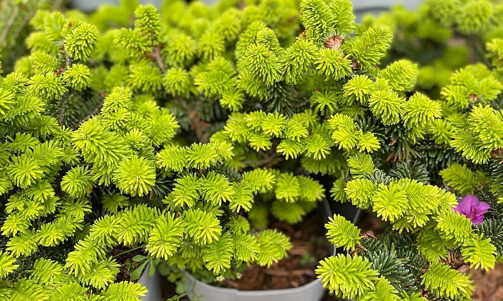 Пихта Пикколо: описание сорта, характеристики, особенности посадки и ...