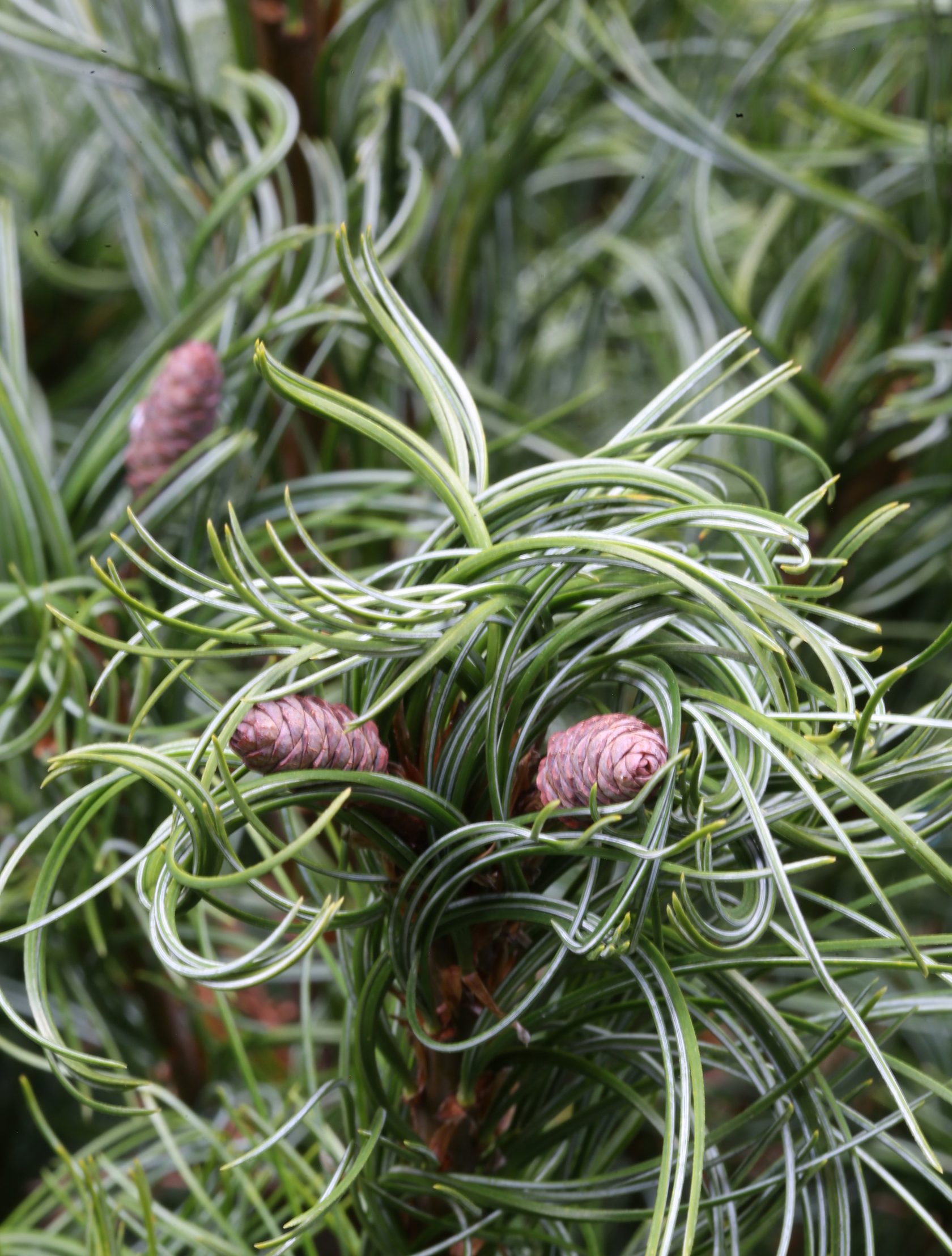 Сосна тини. Сосна Тини Керлс. Tiny Kurls сосна Веймутова. Pinus strobus tiny Kurls. Pinus strobus 'Pacific Sunrise'.