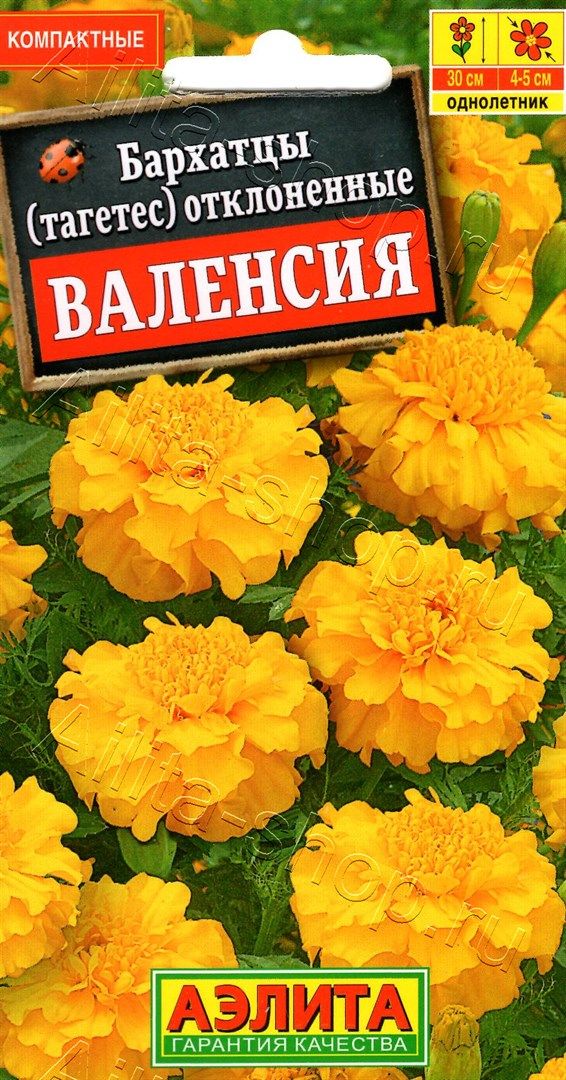 Бархатцы Валенсия: описание и характеристики сорта бархоток, тонкости ...