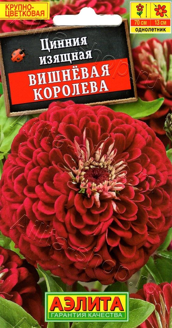 Вишневая королева. Циния Вишневая Королева. Цинния изящная Вишневая Королева.