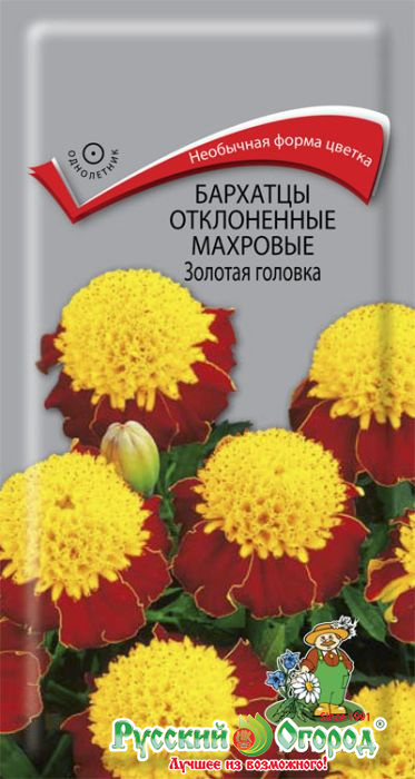 Бархатцы Золотая головка: описание и характеристики сорта бархоток ...