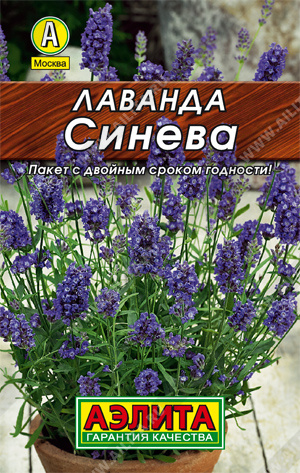 Лаванда Синева: описание сорта, характеристики, особенности посадки и ...