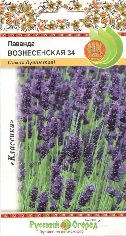 Лаванда Вознесенская 34: описание сорта, характеристики, особенности ...