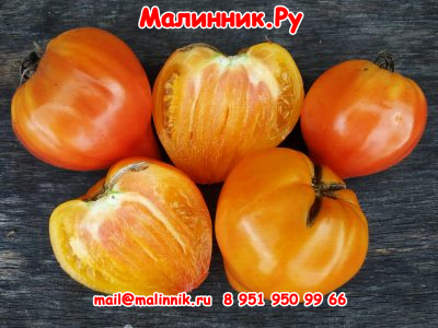Томат Козула 156: описание сорта помидоров, характеристики. Особенности ...