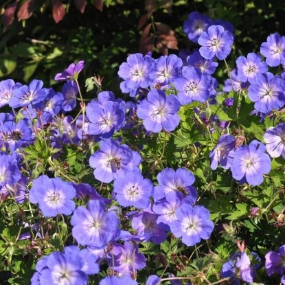 Герань «Розанна» (18 фото): описание гибридной герани. Особенности ...