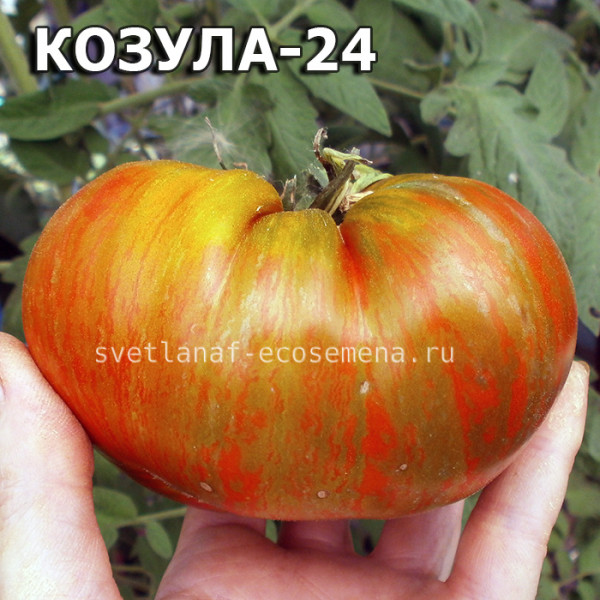 Томат Козула 24: описание сорта помидоров, характеристики. Особенности ...